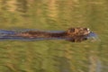 Nutria swimming Royalty Free Stock Photo