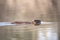 nutria swimming in a small lake Royalty Free Stock Photo