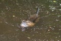 nutria swimming in the water Royalty Free Stock Photo