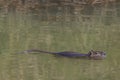 nutria swimming in water,Tuscany, Italy