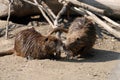 Nutria Royalty Free Stock Photo