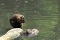 Nutria Royalty Free Stock Photo