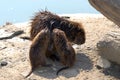 Nutria Royalty Free Stock Photo