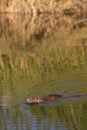 Nutria in water