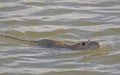 Nutria in a Wetland Pond Royalty Free Stock Photo