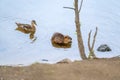 nutria and wild duck swimming in the river Royalty Free Stock Photo