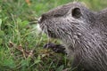 Nutria