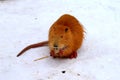 Nutria yellow otter marsh beaver eat in snow. Water rat, muskrat sits in snow in a winter park zoo forest farm