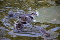 a bunch of nutria babies Royalty Free Stock Photo