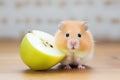 Nutrient rich bites: cute hamster enjoying fresh apple