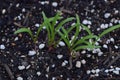 Spinach cultivation