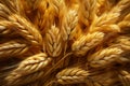 Nutrient rich whole grain barley, a dietary staple for health conscious individuals