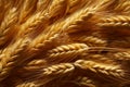 Nutrient rich whole grain barley, a dietary staple for health conscious individuals