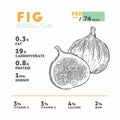 Nutrition facts of fig, hand draw sketch vector Royalty Free Stock Photo