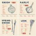 Nutrition facts of onion, garlic, spring onion and leek. Bulbs vegetable, hand draw sketch vector
