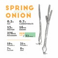 Nutrition facts of spring onion, hand draw sketch vector