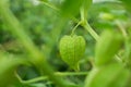 Nutrition Information About Rasbhari, Cape Gooseberries, or Golden Berries, Golden Berry Medicinal Plant