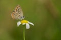 Nutrition time for butterfly