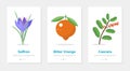 Nutritional food supplements onboarding. Isolated vector vertical banners with herbal illustrations Royalty Free Stock Photo