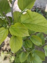 Nutritional value of mulberry leaves
