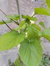 Nutritional value of mulberry leaves