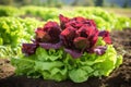 Nutritious Field organic lettuce. Generate AI