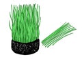 Nutritious homegrown wheat grass or barley grass plants. Isolated sprouts. Bunch of wheat with roots. Agricultural field