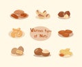 Various types of nuts that are popular to eat. Nuts that are commonly eaten useful and good for health. Royalty Free Stock Photo