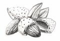 Nuts Almond in shell. Hand pencil drawing