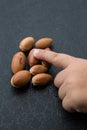 The nuts of the argan tree in hand top view close-up. Argania spinosa - Argana Royalty Free Stock Photo