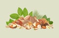 Nuts assortment: walnuts, almonds, hazelnut, pecan and other, in heap, healthy snack. Vector illustration isolated on green