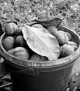 Nuts in bucket