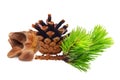Nuts from cedar pine cone