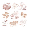 Nuts collection. Vector Hand drawn objects Royalty Free Stock Photo