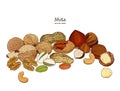 Nuts collection. Vector Hand drawn objects Royalty Free Stock Photo