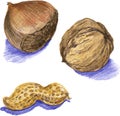 Nuts, drawn with colored pencils