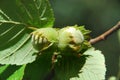 Nuts hazelnuts grow on trees in the garden Royalty Free Stock Photo