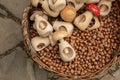 nuts hazelnuts in the shell close-up and nutcrackers in a wicker basket, full frame. Royalty Free Stock Photo