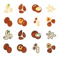 Nuts icon set. Vector linear flat color icons of nuts isolated on white. Almond cashew coffee hazelnut peanut pistachios Royalty Free Stock Photo