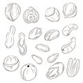 Nuts icons in flat, line art style. Hand drawn logo of hazelnut, pistachio, almond, cashew, macadamia, walnut, peanut Royalty Free Stock Photo