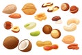 Nuts isolated on white background, set of different hazelnut, almond, peanut and pecan, vector illustration Royalty Free Stock Photo