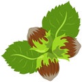 A nuts and leaves vector