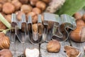 NUTS logo with frehs Hazelnuts