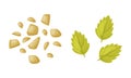 Nuts and Mint Leaf as Ice Cream Dessert Element for Topping Sprinkle Vector Set