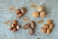 Nuts: pecan, walnut, hazelnut, brazil nut and almond