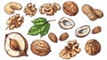 Nuts plants with fruits on branches. Raw walnut, hazelnut, almond, peanut, cashew, and macadamia kernels on a white Royalty Free Stock Photo