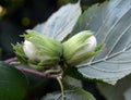 Nuts ripen on a hazel branch Royalty Free Stock Photo