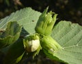 Nuts ripen on a hazel branch Royalty Free Stock Photo