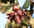 Nuts ripen on a hazel branch Royalty Free Stock Photo