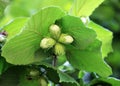 Nuts ripen on a hazel branch Royalty Free Stock Photo